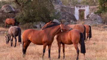 Yeguada en el Alentejo