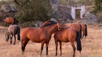 Yeguada en el Alentejo Yeguada en el Alentejo