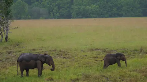 Elefantes en el Valle de Loango, Gabón (África) Elefantes en el Valle de Loango, Gabón (África)