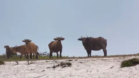 Valle de Loango Valle de Loango