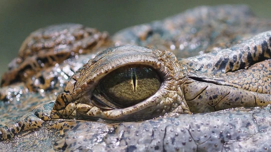 Imagen de archivo de un cocodrilo Imagen de archivo de un cocodrilo