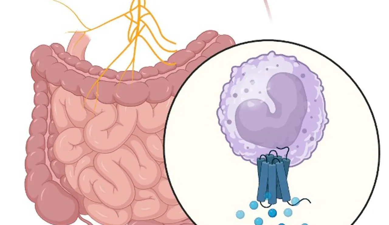 Conexión entre el cerebro y el aparato digestivo a través del nervio vago