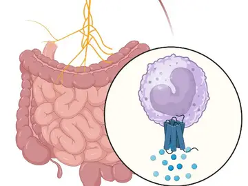 Conexión entre el cerebro y el aparato digestivo a través del nervio vago Conexión entre el cerebro y el aparato digestivo a través del nervio vago