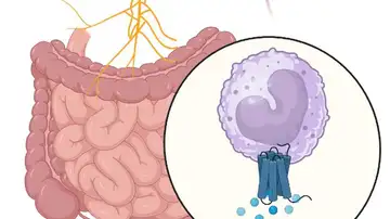 Conexión entre el cerebro y el aparato digestivo a través del nervio vago Conexión entre el cerebro y el aparato digestivo a través del nervio vago