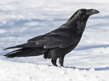 Cuervo Cuervo