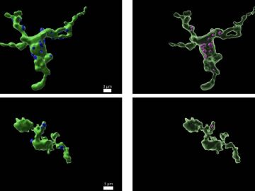 Exterior (izquierda) e interior (derecha) de las c&eacute;lulas de la microgl&iacute;a que interact&uacute;an con las neuronas GnRH. Los puntos azules de la izquierda representan las zonas de interacci&oacute;n, por las que la microgl&iacute;a absorbe fragmentos de neuronas GnRHA (lila, izquierda)