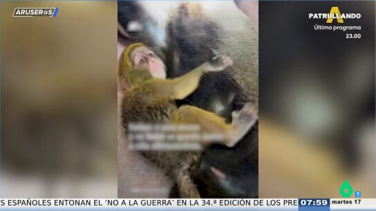 El entra&ntilde;able v&iacute;deo viral de Malib&uacute;, un beb&eacute; mono que abraza a su madre inconsciente durante su operaci&oacute;n en el veterinario
