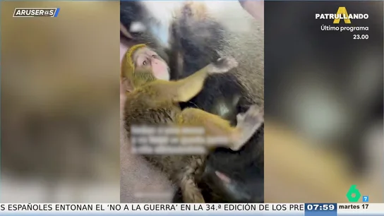 El entrañable vídeo viral de Malibú, un bebé mono que abraza a su madre inconsciente durante su operación en el veterinario El entrañable vídeo viral de Malibú, un bebé mono que abraza a su madre inconsciente durante su operación en el veterinario