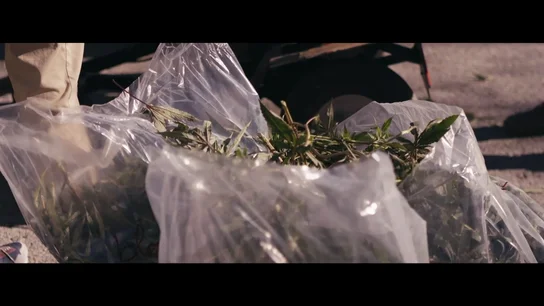 Un jardinero que recoge plantas de marihuana incautadas por la Guardia Civil: "Como la de Granada no hay, es la élite" Un jardinero que recoge plantas de marihuana incautadas por la Guardia Civil: "Como la de Granada no hay, es la élite"