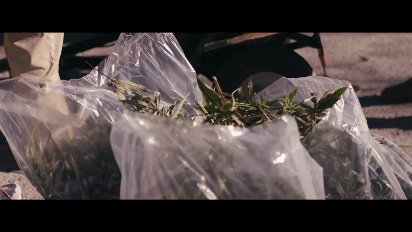 Un jardinero que recoge plantas de marihuana incautadas por la Guardia Civil: "Como la de Granada no hay, es la élite" Un jardinero que recoge plantas de marihuana incautadas por la Guardia Civil: "Como la de Granada no hay, es la élite"