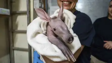 La cría del cerdo hormiguero de Bioparc Valencia La cría del cerdo hormiguero de Bioparc Valencia