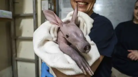 La cría del cerdo hormiguero de Bioparc Valencia La cría del cerdo hormiguero de Bioparc Valencia