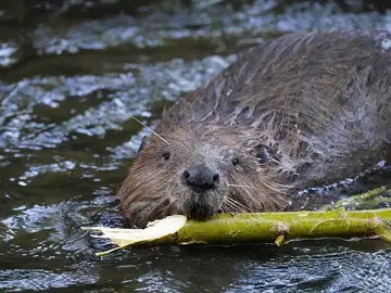 Castor europeo Castor europeo