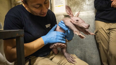 La cría del cerdo hormiguero de Bioparc Valencia