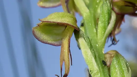 Orquídea en España Orquídea en España