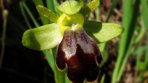Orquídea en España