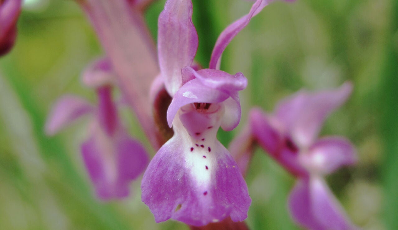 Orqu&iacute;deas en Espa&ntilde;a