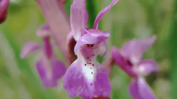 Orquídeas en España Orquídeas en España