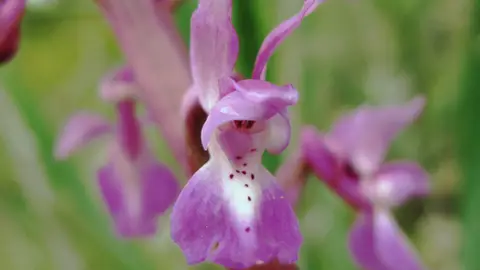 Orquídeas en España Orquídeas en España