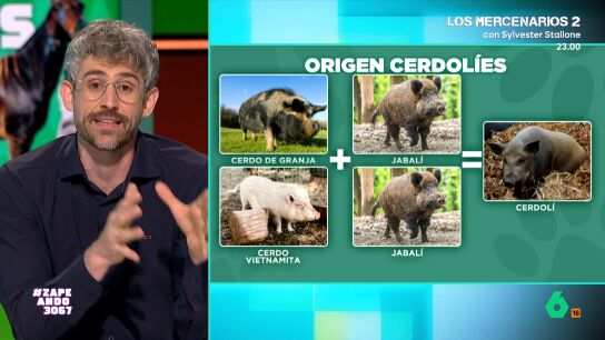 El veterinario explica que esta especie h&iacute;brida est&aacute; siendo noticia en Jap&oacute;n debido a que han conseguido conquistar los bosques de Fukushima. En nuestro pa&iacute;s, en cambio, ya se vieron ejemplares de esta especie en 2010. 