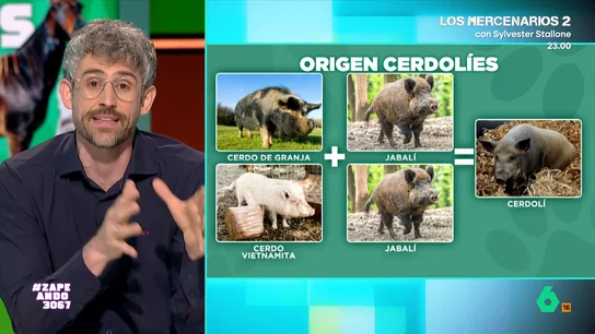 Víctor Algra desvela el origen de los 'cerdolíes', un hibrido entre cerdo doméstico y jabalí El veterinario explica que esta especie híbrida está siendo noticia en Japón debido a que han conseguido conquistar los bosques de Fukushima. En nuestro país, en cambio, ya se vieron ejemplares de esta especie en 2010.