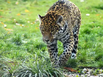 Jaguar Jaguar