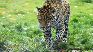Jaguar Jaguar