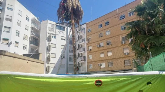 Un bombero y un operario, atrapados en una palmera. Un bombero y un operario, atrapados en una palmera.
