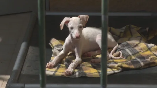 Un perrito, en una protectora Un perrito, en una protectora