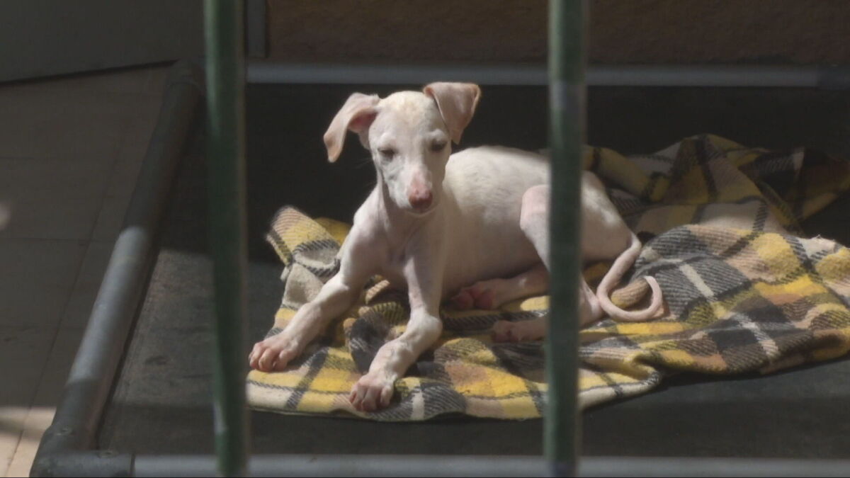 Abandonados, sin hogar e invisibles: los perros que por edad o enfermedad esperan años y años para encontrar una nueva familia