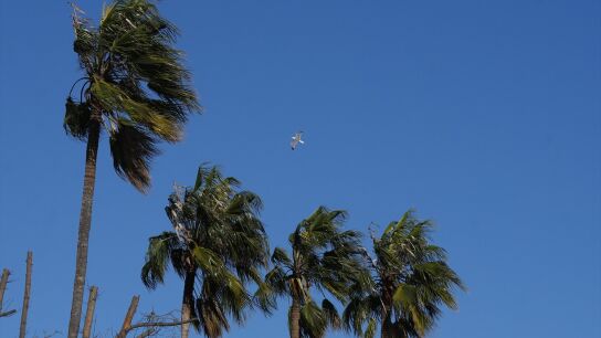 Imagen de archivo de los efectos del viento en unas palmeras de Barcelona