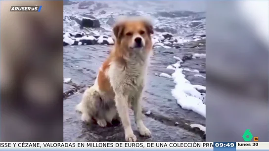 Un perro guía a un excursionista británico perdido en la montaña y le salva la vida Un perro guía a un excursionista británico perdido en la montaña y le salva la vida