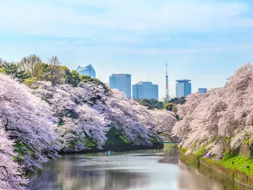 Cerezos en flor en Tokio Cerezos en flor en Tokio