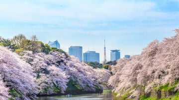 Cerezos en flor en Tokio