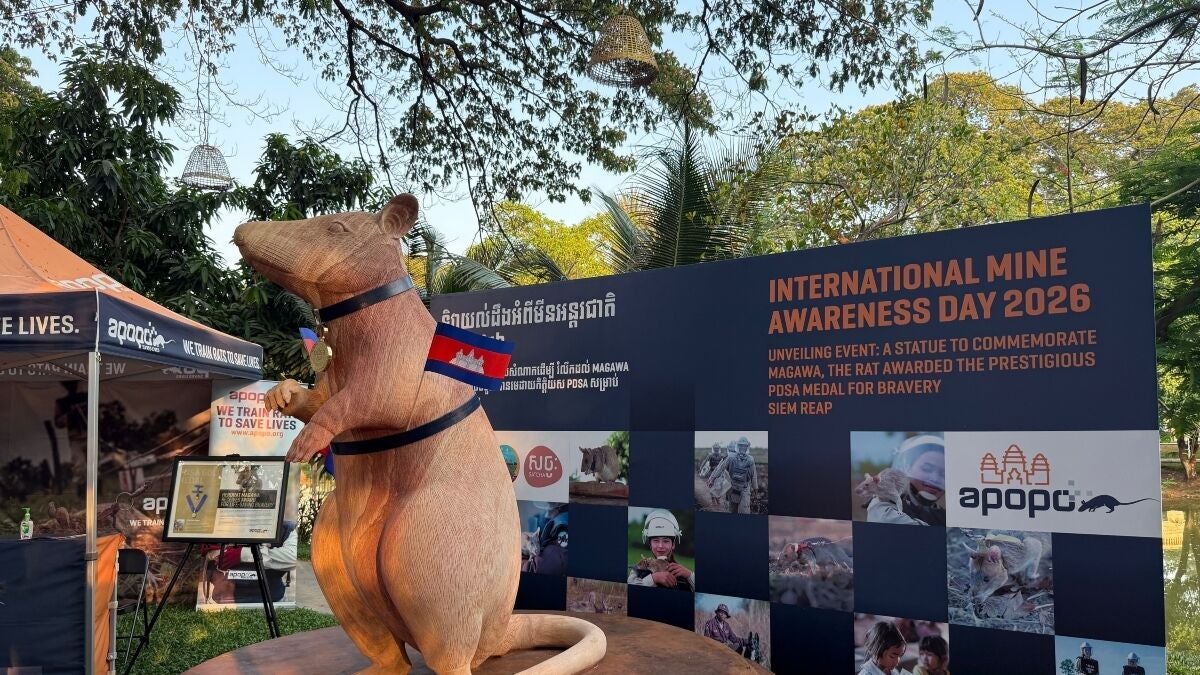 Magawa ya tiene su estatua en Camboya: la rata buscaminas que salvó miles de vidas gracias a su sobrenatural olfato