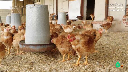 Equipo de Investigaci&oacute;n recorre una granja de pollos ecol&oacute;gicos. Su responsable explica en este v&iacute;deo c&oacute;mo es la crianza de estos animales cuyo coste es de 3 euros por ave, pero que se venden por 13.