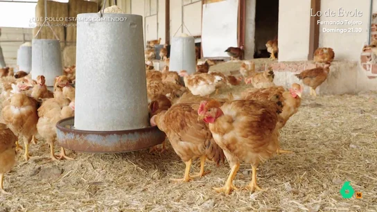 El 'exclusivo' método de crianza de pollos ecológicos: cuatro metros cuadrados por ave, más días de vida y dieta basada en cereales Equipo de Investigación recorre una granja de pollos ecológicos. Su responsable explica en este vídeo cómo es la crianza de estos animales cuyo coste es de 3 euros por ave, pero que se venden por 13.