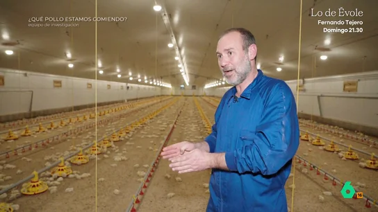 Equipo de Investigación se adentra en una granja automatizada de pollos: "Si los sacáramos a la calle, en 24 horas morirían" Equipo de Investigación visita una granja de pollos en Galicia donde solo dos personas se encargan de producir 100.000 polos al año. Su responsable explica cómo funciona y las condiciones concretas de los animales que se crían allí.