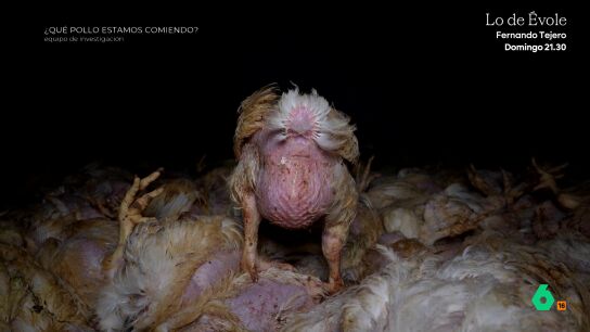 Equipo de Investigaci&oacute;n analiza a Luisaves, una de las empresas m&aacute;s importantes del mercado del pollo en Portugal que est&aacute; desembarcando en Espa&ntilde;a. Activistas y extrabajadores denuncian los crueles m&eacute;todos con los que matan a los animales "m&aacute;s peque&ntilde;os o enfermos".