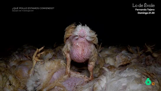Luisaves, el gigante portugués del pollo que se expande en España y arrastra denuncias por maltrato animal Equipo de Investigación analiza a Luisaves, una de las empresas más importantes del mercado del pollo en Portugal que está desembarcando en España. Activistas y extrabajadores denuncian los crueles métodos con los que matan a los animales "más pequeños o enfermos".