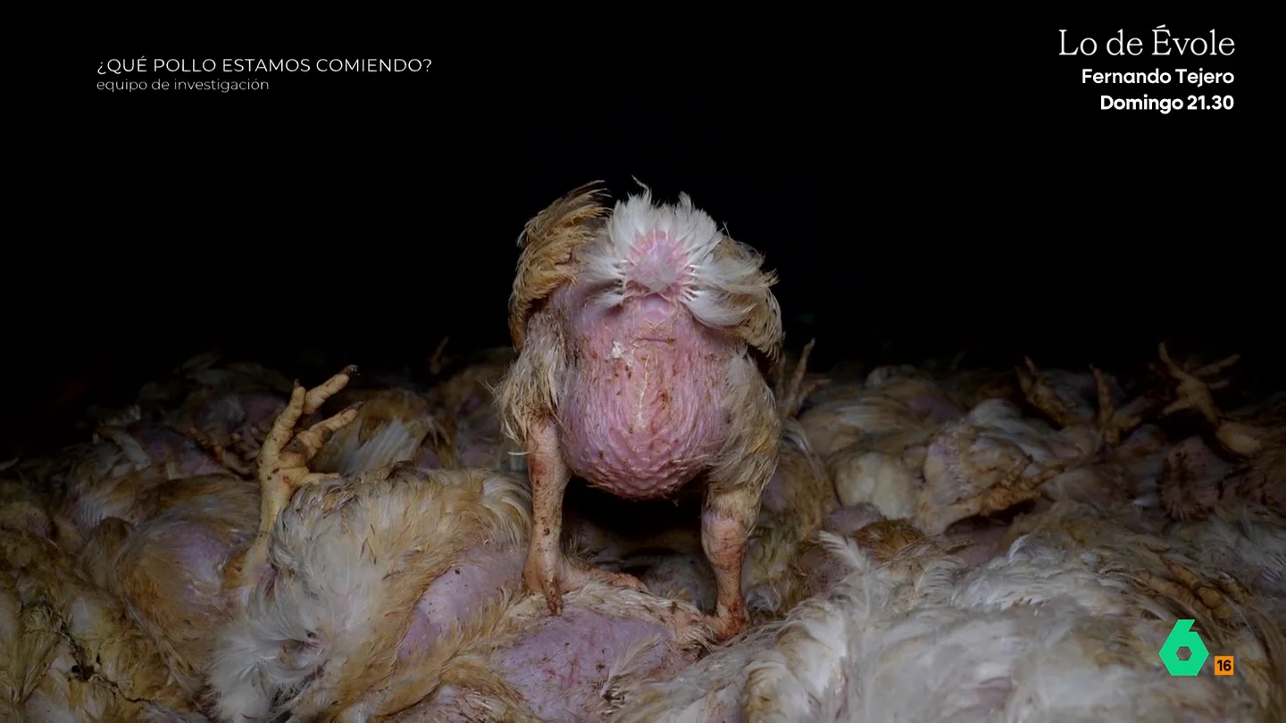 Luisaves, el gigante portugués del pollo que se expande en España y arrastra denuncias por maltrato animal Equipo de Investigación analiza a Luisaves, una de las empresas más importantes del mercado del pollo en Portugal que está desembarcando en España. Activistas y extrabajadores denuncian los crueles métodos con los que matan a los animales "más pequeños o enfermos".