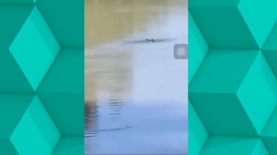 El misterio del 'Tajo Ness': avistan un intrigante animal en el r&iacute;o Tajo en Aranjuez.