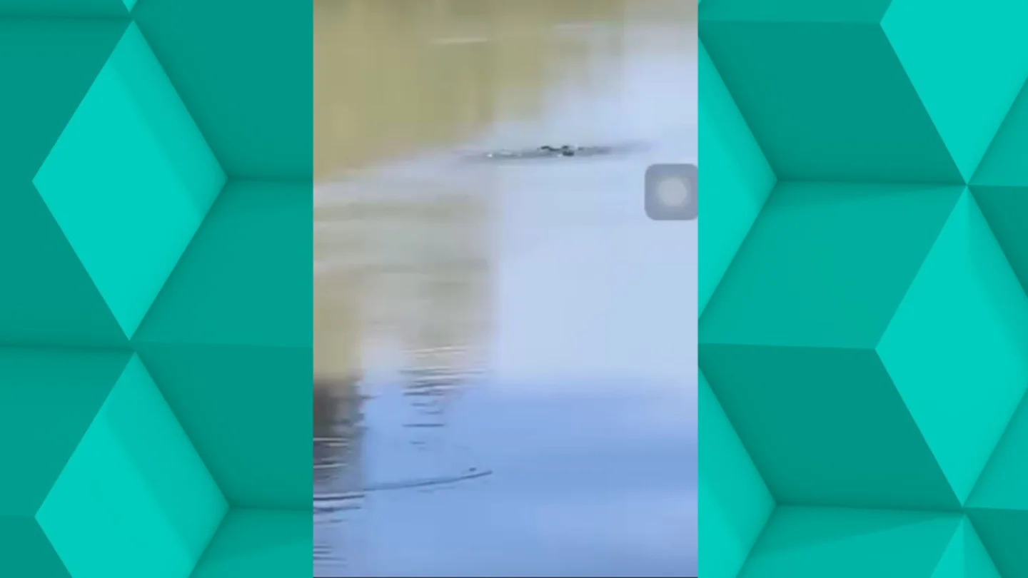 El misterio del 'Tajo Ness': avistan un intrigante animal en el río Tajo en Aranjuez. El misterio del 'Tajo Ness': avistan un intrigante animal en el río Tajo en Aranjuez.