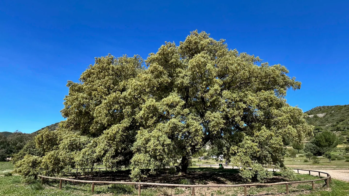 Chaparro de la Vega, en Coripe (Sevilla), una encina de 400 años de antigüedad Chaparro de la Vega, en Coripe (Sevilla), una encina de 400 años de antigüedad