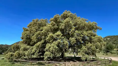 Chaparro de la Vega, en Coripe (Sevilla), una encina de 400 años de antigüedad Chaparro de la Vega, en Coripe (Sevilla), una encina de 400 años de antigüedad