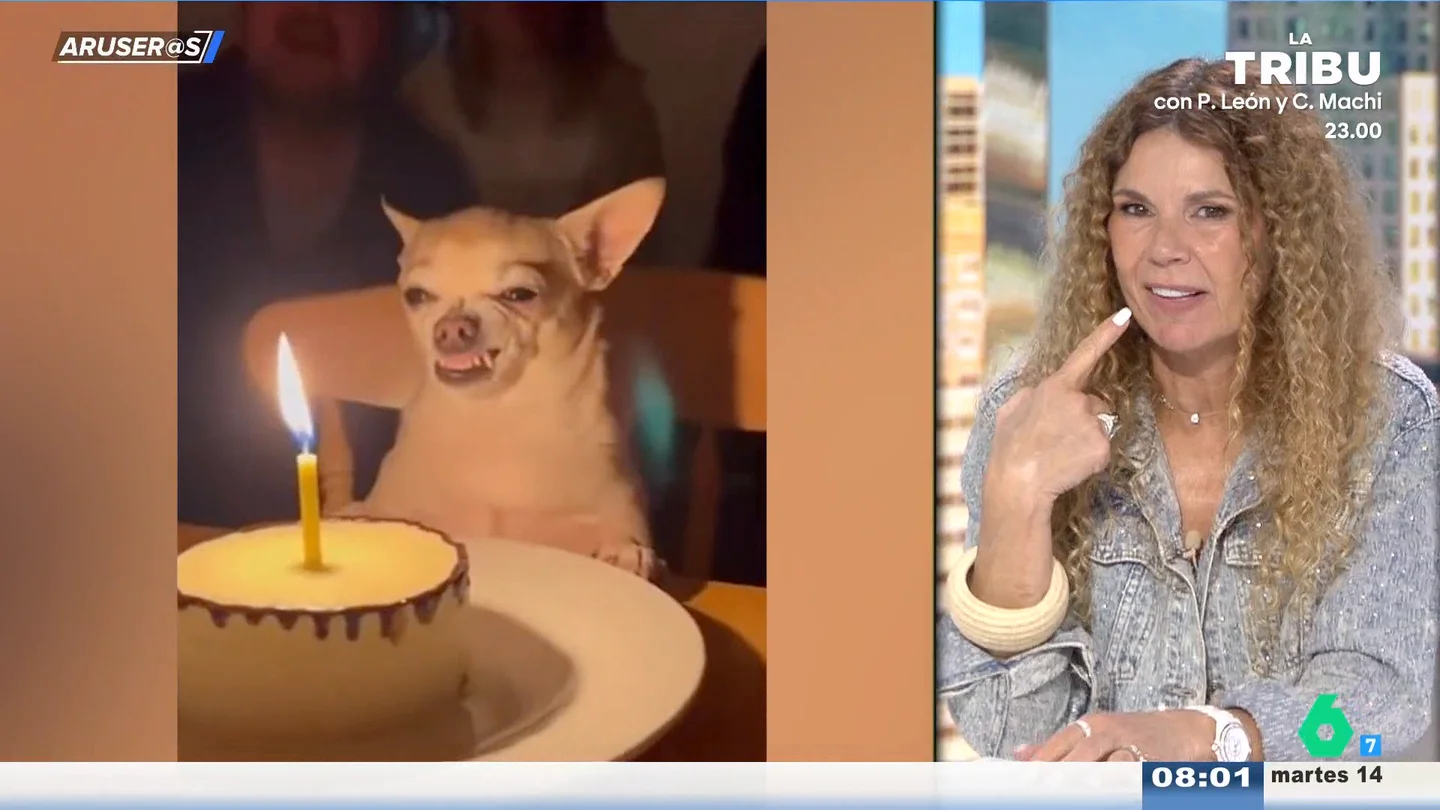 La divertida reacción de un chihuahua que parece gruñir a la tarta de su cumpleaños La divertida reacción de un chihuahua que parece gruñir a la tarta de su cumpleaños