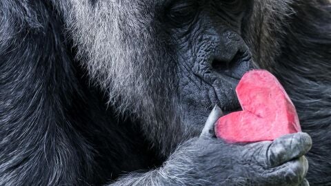 Fatou, la gorila más longeva del mundo