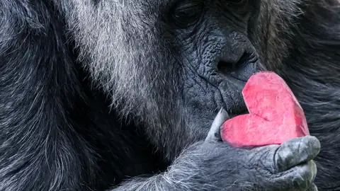 Fatou, la gorila más longeva del mundo Fatou, la gorila más longeva del mundo