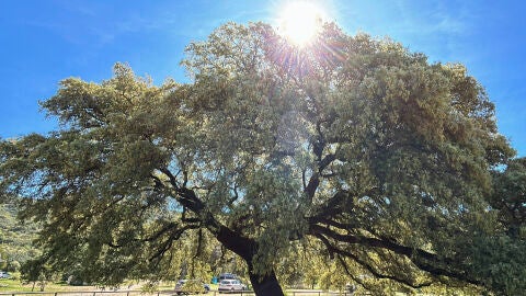 Chaparro de la Vega, en Coripe (Sevilla), una encina de 400 años de antigüedad