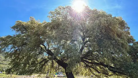 Chaparro de la Vega, en Coripe (Sevilla), una encina de 400 años de antigüedad Chaparro de la Vega, en Coripe (Sevilla), una encina de 400 años de antigüedad